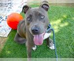 Small #1 American Staffordshire Terrier Mix