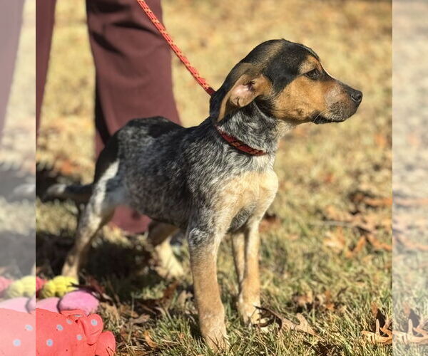 Medium Photo #2 Australian Shepherd-Unknown Mix Puppy For Sale in Yardley, PA, USA