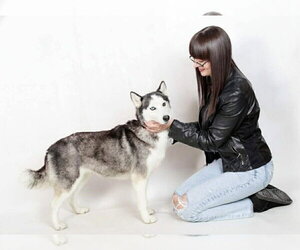 Hanny - Female Alaskan Malamute Dog for Adoption - Photo #2
