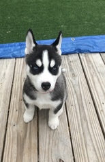 Siberian Husky Puppy for sale in LAWRENCEVILLE, GA, USA