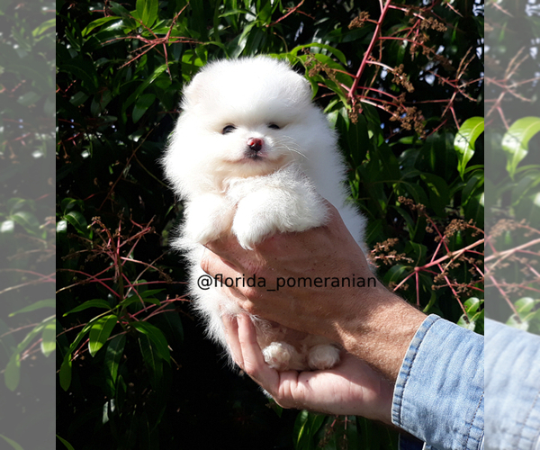 Medium Photo #21 Pomeranian Puppy For Sale in PALM BCH GDNS, FL, USA