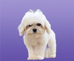 Small Photo #20 Maltese-Zuchon Mix Puppy For Sale in SAN DIEGO, CA, USA