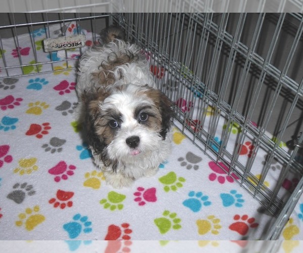 Medium Photo #3 Shih-Poo Puppy For Sale in ORO VALLEY, AZ, USA