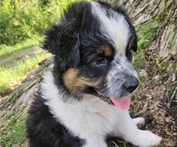 Medium Photo #23 Australian Shepherd Puppy For Sale in MABEL, MN, USA