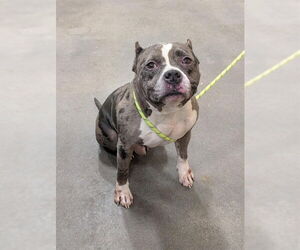 Mutt Dogs for adoption in Forestville, MD, USA