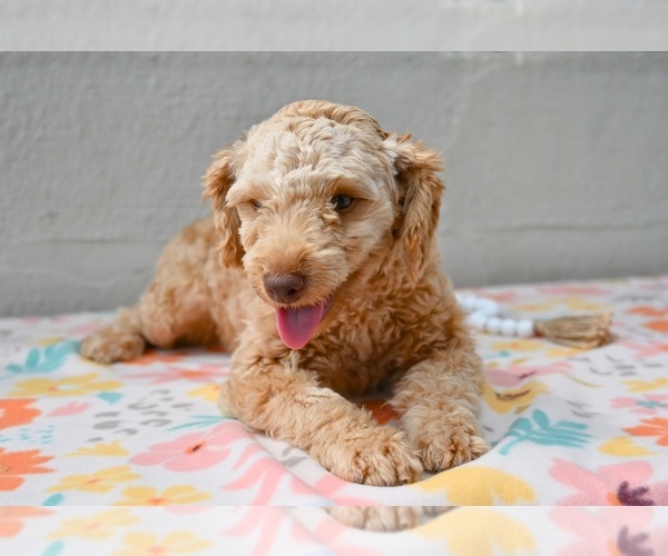 Medium Photo #2 Poodle (Miniature) Puppy For Sale in MILLERSBURG, OH, USA