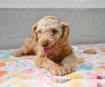 Small #1 Poodle (Miniature)