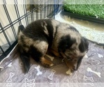 Small #1 Australian Shepherd