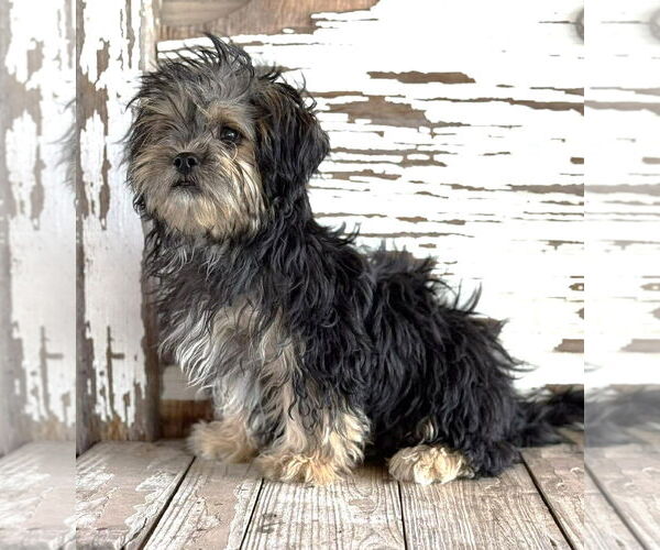 Medium Photo #4 Mutt Puppy For Sale in Boonton, NJ, USA