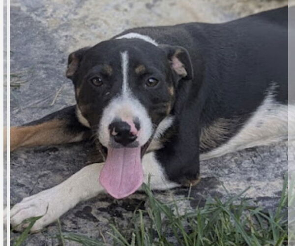 Medium Photo #1 Mutt Puppy For Sale in Pottstown, PA, USA