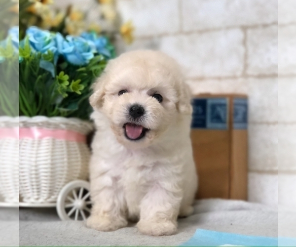 Medium Photo #1 Poodle (Miniature) Puppy For Sale in WASHINGTON, DC, USA
