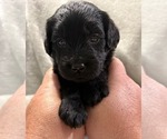 Puppy Reba Goldendoodle
