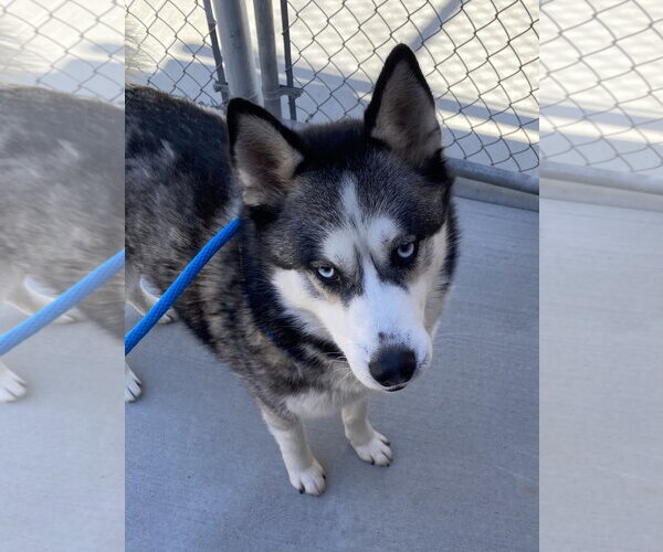Medium Photo #2 Siberian Husky Puppy For Sale in Salinas, CA, USA