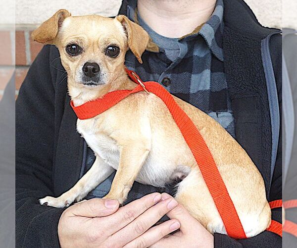 Medium Photo #2 Chihuahua Puppy For Sale in Carrollton, TX, USA