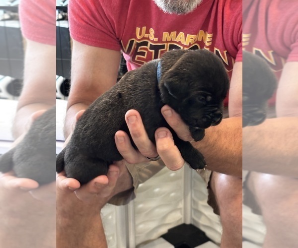 Medium Photo #29 Cane Corso Puppy For Sale in REEVESVILLE, SC, USA