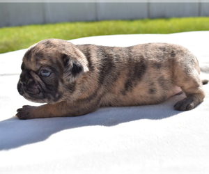 Pug Puppy for sale in PALM COAST, FL, USA