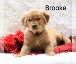 Puppy Brooke Golden Retriever