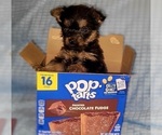 Small Photo #308 Yorkshire Terrier Puppy For Sale in AKRON, OH, USA