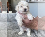 Small Photo #3 ShihPoo Puppy For Sale in RENO, NV, USA