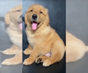 Mastiff Puppy for sale in SANTA ANA, CA, USA