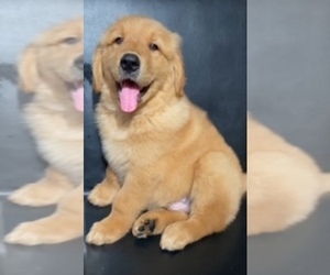 Medium Golden Retriever