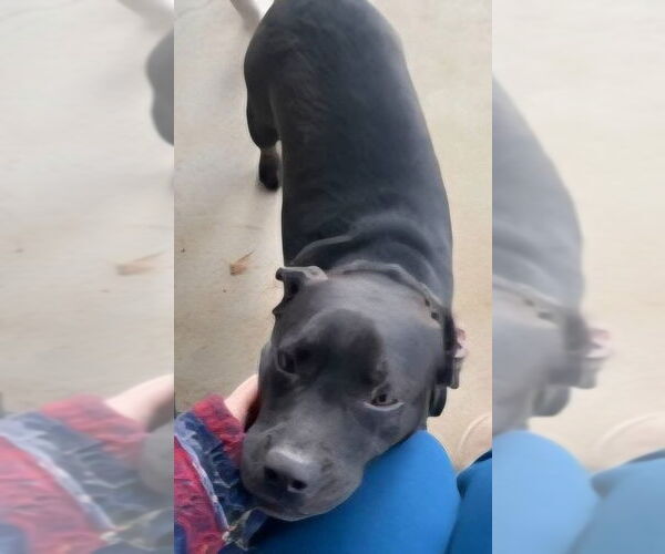 Medium Photo #3 Labrador Retriever-Unknown Mix Puppy For Sale in Alexander, AR, USA