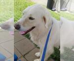 Small #3 Great Pyrenees