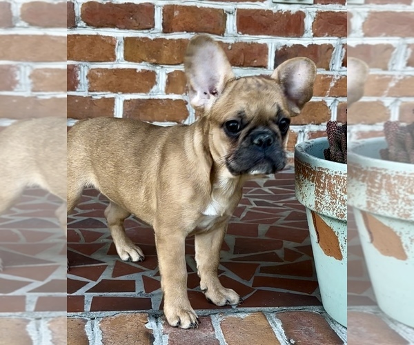 Medium Photo #4 French Bulldog Puppy For Sale in CLINTON, NC, USA