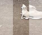 Small Labrador Retriever Mix