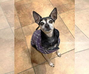 Chihuahua-Unknown Mix Dogs for adoption in Boonton, NJ, USA