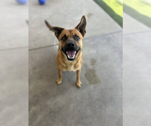 RANGER - Male Black Mouth Cur-Unknown Mix Dog for Adoption - Photo #2