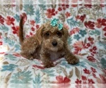 Small Photo #4 Poovanese Puppy For Sale in LAKELAND, FL, USA