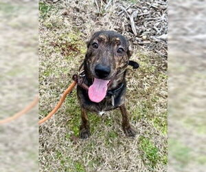 Mutt Dog for Adoption in Louisville, Kentucky USA