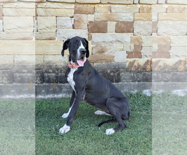 Medium Photo #1 Great Dane Puppy For Sale in PIPE CREEK, TX, USA
