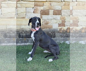 Great Dane Dogs for adoption in PIPE CREEK, TX, USA