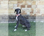 Small Great Dane