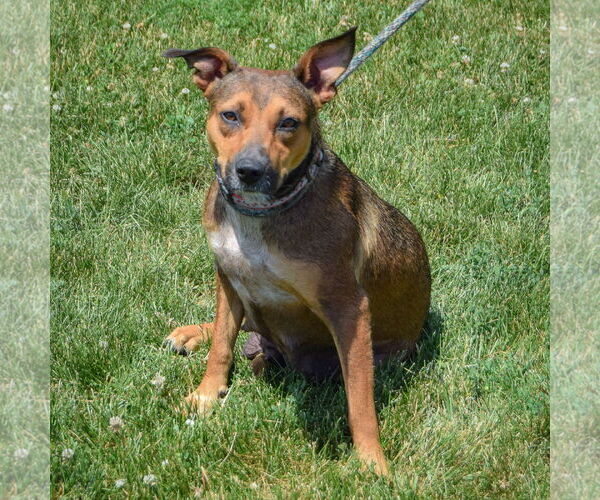Medium Photo #3 Boxweiler Puppy For Sale in Huntley, IL, USA