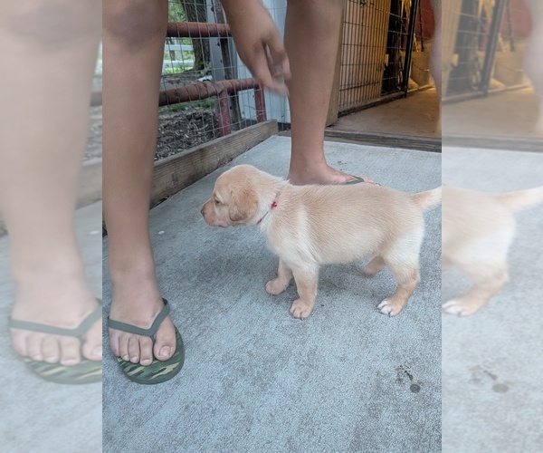 Medium Photo #7 Labrador Retriever Puppy For Sale in PIERSON STATION, IL, USA
