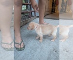 Red collar - Male Labrador Retriever Puppy for Sale - Photo #7