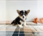 Small #2 Pembroke Welsh Corgi