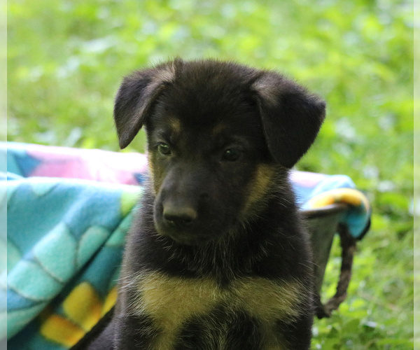 Medium Photo #4 German Shepherd Dog Puppy For Sale in GAP, PA, USA