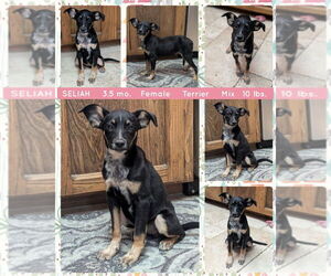 Miniature Pinscher-Unknown Mix Dogs for adoption in Mesa, AZ, USA
