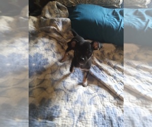 Chihuahua Litter for sale in SHALLOTTE, NC, USA