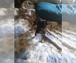Image preview for Ad Listing. Nickname: Litter of 2