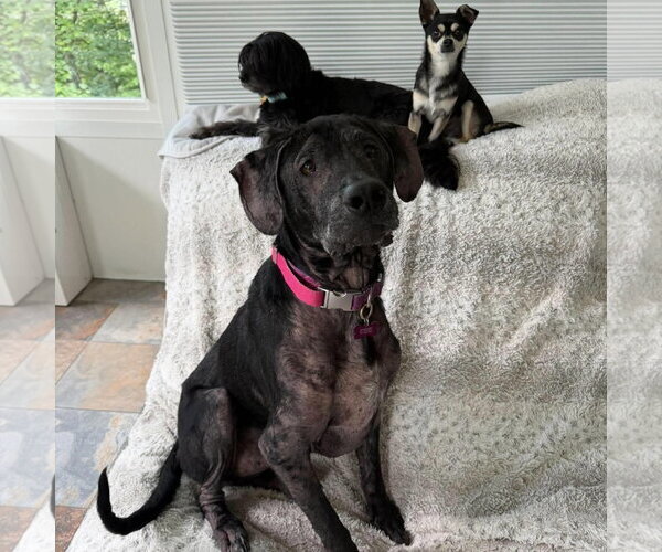 Medium Photo #2 Labrador Retriever-Unknown Mix Puppy For Sale in Spring Lake, NC, USA