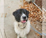 Small Great Pyrenees-Irish Wolfhound Mix