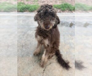 Labrador Retriever-Unknown Mix Dogs for adoption in New York, NY, USA