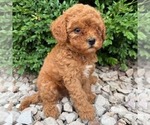 Small #3 Cavapoo (Miniature)