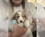 Small #6 Goldendoodle-Poodle (Standard) Mix
