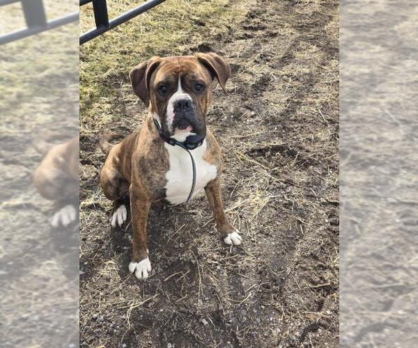 Medium Photo #2 Bulloxer Puppy For Sale in Woodbury, MN, USA